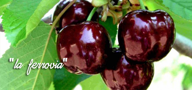 ciliegi, la-ferrovia, proprietà, vitamine ciliegia,