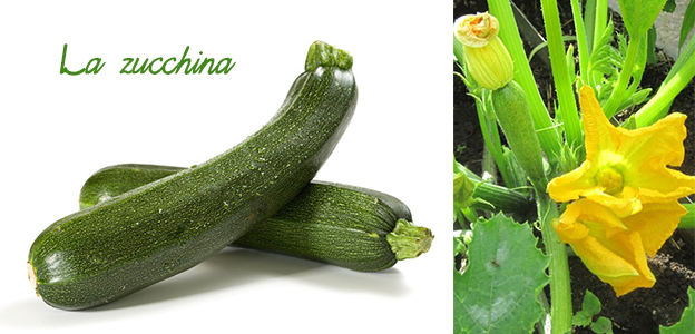 zucchina, estate, abbronzatura, vitamina